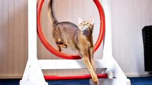 Kater Paschan hat Freude an Cat Agility und springt auf Zuruf elegant durch einen Reifen.