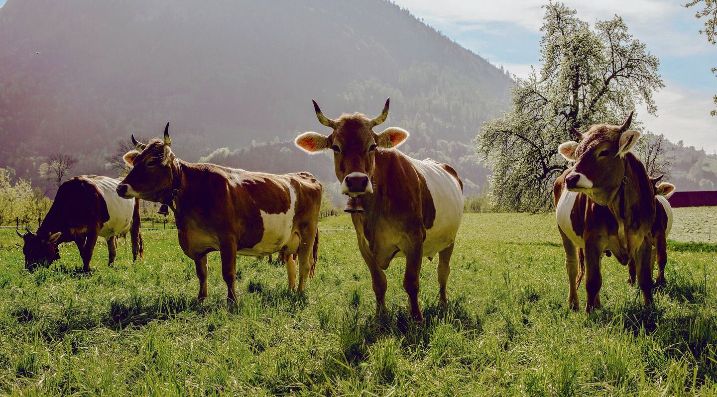 Wie nach Demeter-Richtlinien produziert wird