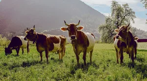 Alle Demeter-Tiere bleiben unversehrt, Kühe behalten ihre Hörner.