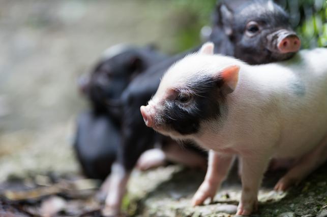 Minipigdrei
