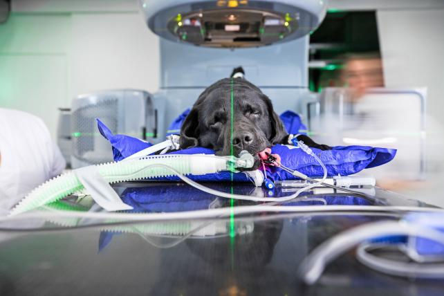 Angeschlossen an Beatmungs- und Überwachungsgeräte wird Labradorhündin Kahlen vom Linearbeschleuniger «Nessie» bestrahlt.&nbsp;