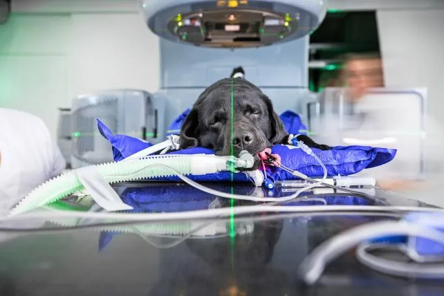 5b40bef357e4010cf01b7c77bebcc397d81d81de Angeschlossen an Beatmungs- und Überwachungsgeräte wird Labradorhündin Kahlen vom Linearbeschleuniger «Nessie» bestrahlt.