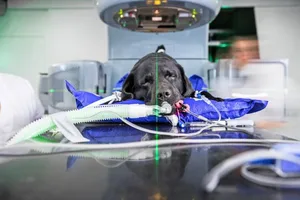 Angeschlossen an Beatmungs- und Überwachungsgeräte wird Labradorhündin Kahlen vom Linearbeschleuniger «Nessie» bestrahlt.