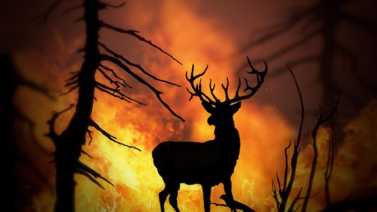 Feuer