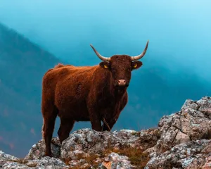 Wie Punkte glühender Lava leuchten die Salers Rinder.