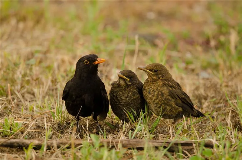 5592d7c7-2757-44d7-bbea-a5bc3b9d3c6d Was tun, wenn man einen Jungvogel findet?