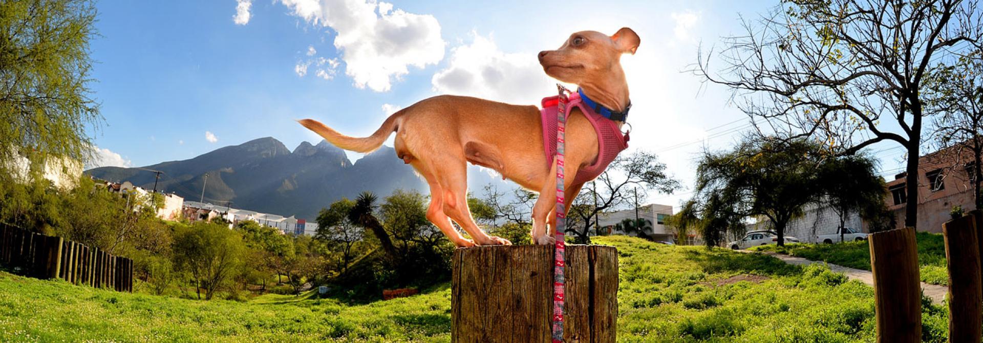 Chihuahua und andere bekannte Tiere