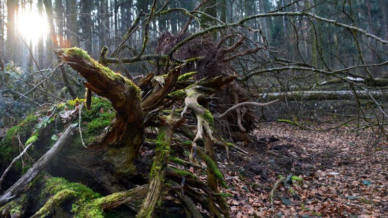 sihlwald-naturerlebnispark.jpg