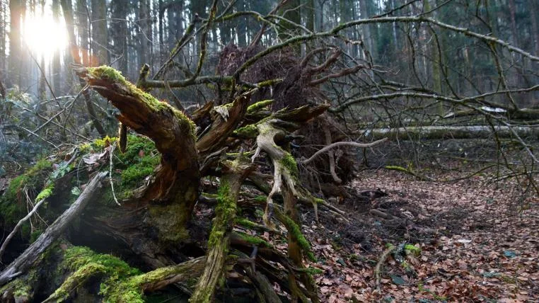 adc3ca9cb048a36ca808027abf0d26c20f53de0e sihlwald-naturerlebnispark.jpg