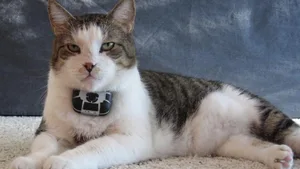 Kater Poldi