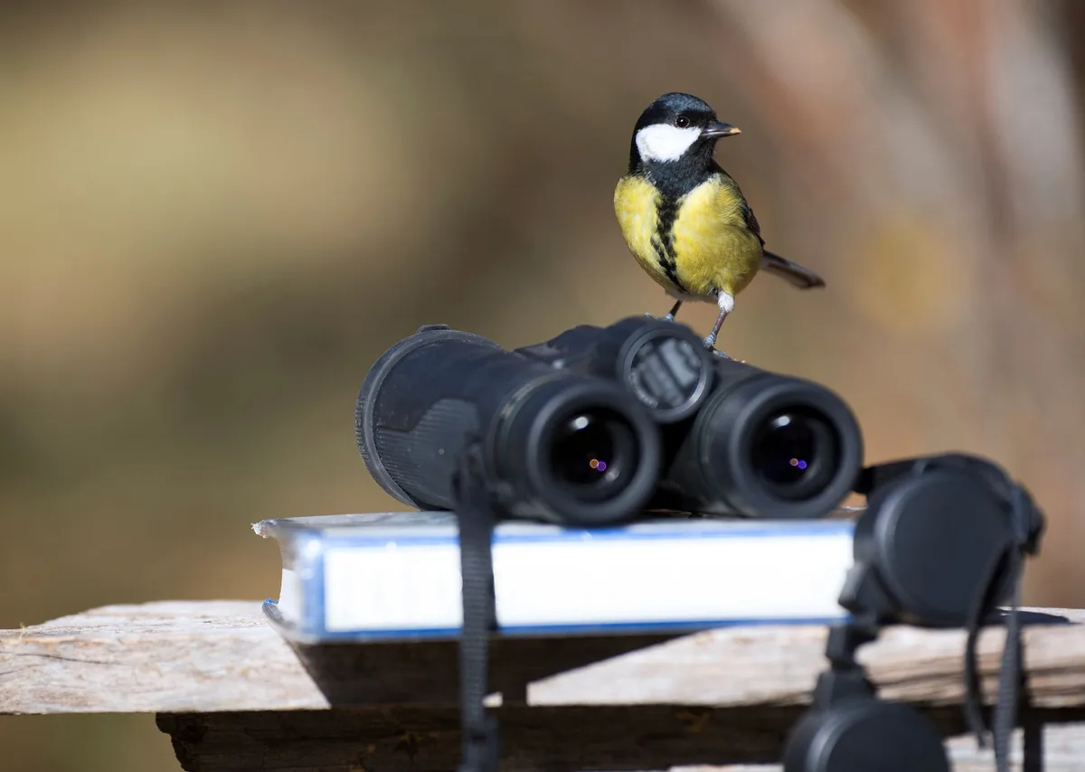 Feldstecher_Kohlmeise_AdobeStock_Medien «Volkszählung» der Vögel