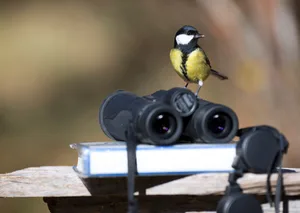 So einfach wie diese Kohlmeise dürften wohl nicht alle Vögel zu finden sein.