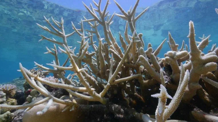 7ad7eecc5b4c312eb51b52d5901151812a8f627a Korallenbleiche im Great Barrier Reef