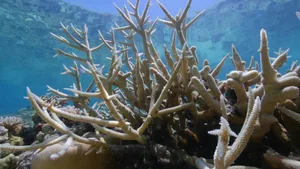 93 Prozent des 2300 Kilometer langen Great Barrier Reef vor der Küste Australiens sind seit einigen Wochen von Korallenbleiche betroffen und drohen abzusterben.