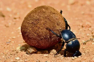 Die Larven des Pillendrehers wachsen in einer Kugel aus Kot auf.