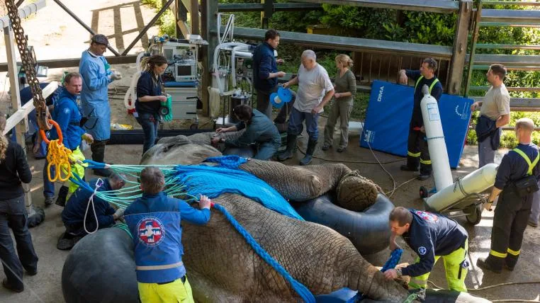 b062e4163c07ea3ee518c2d8620c84ea578684eb elefant3.jpg