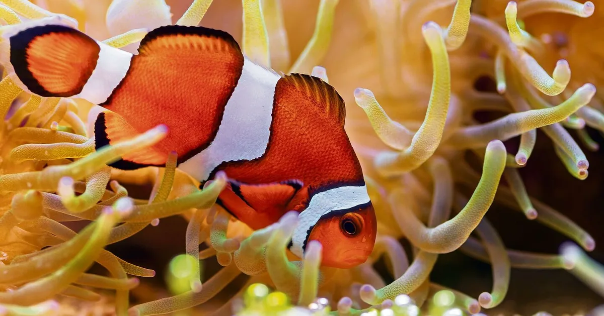 07cd11ec616bd63dd301fe50a437c3c889c7784fddf2ac81bbfdb7c4b852b78c Anemonenfisch