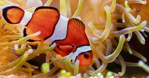 Anemonen dienen manchen Fischen als Wohnsitz.