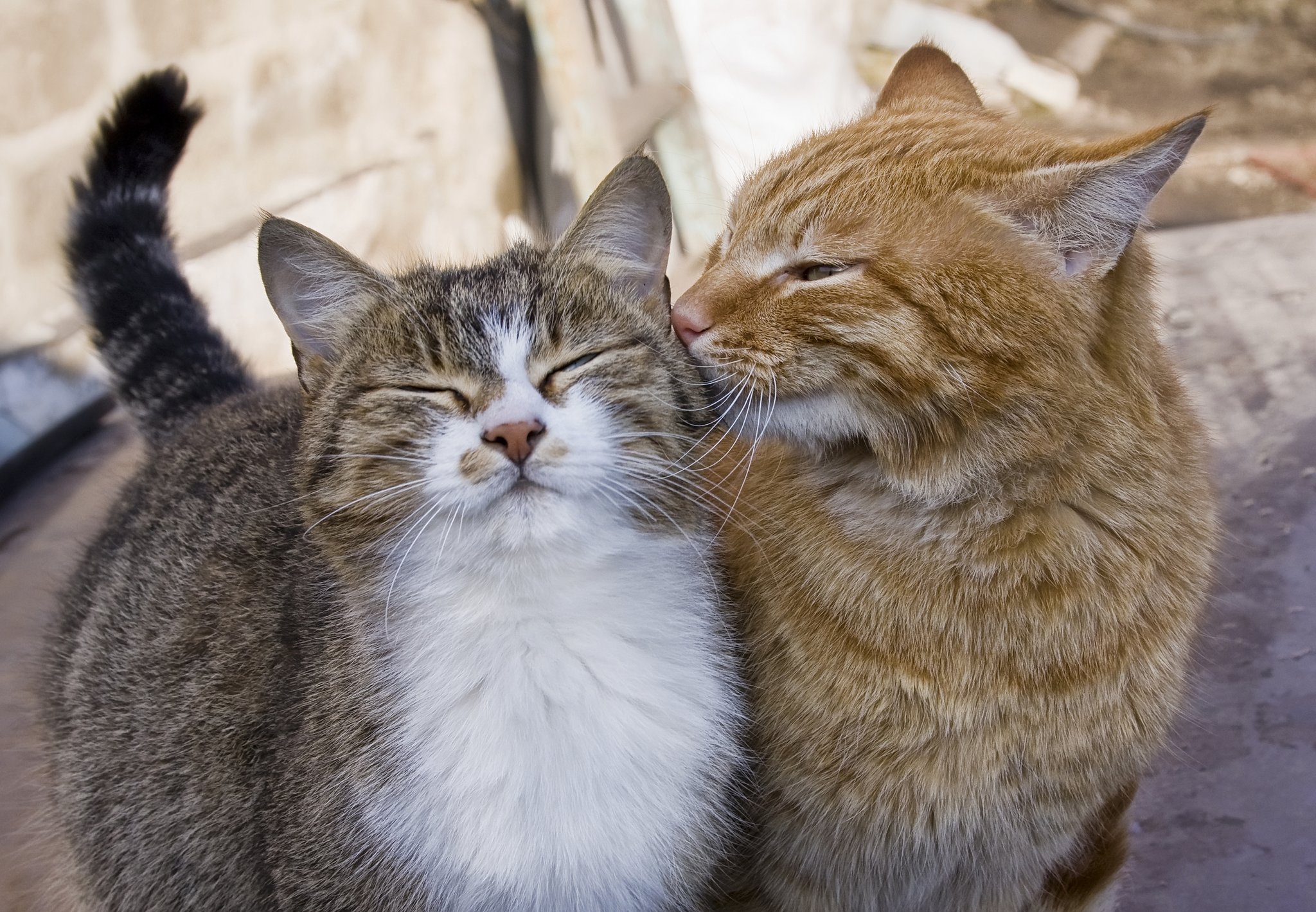Wie viel Katze braucht die Katze?