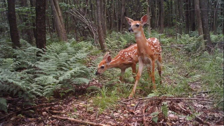 5ba775e5c8a3f5f26b3b0dfb850c8e88b3cf8945 Junge Weisswedelhirsche im Wald
