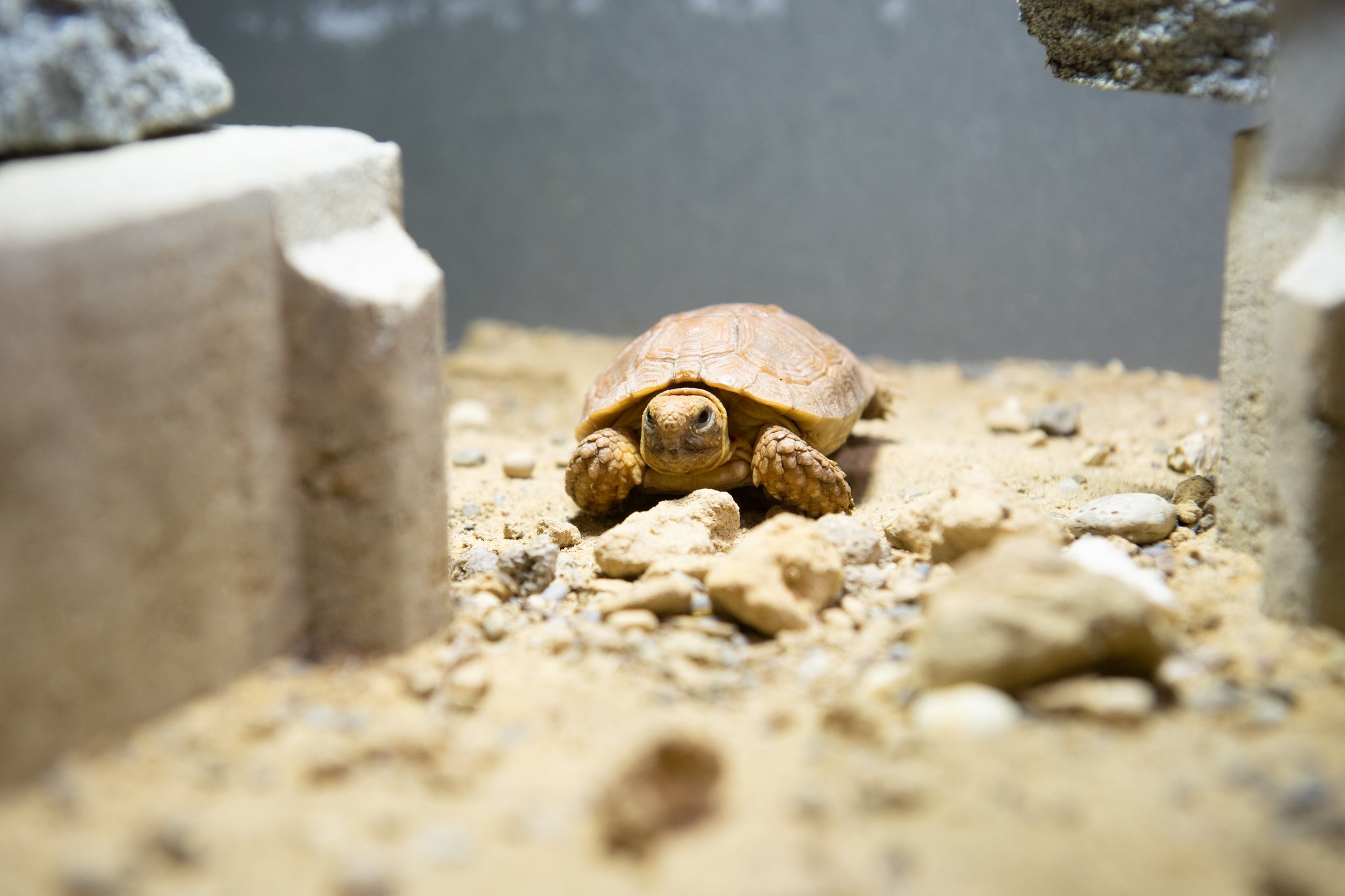 Boulenger's Flachschildkröten sind neu im Zolli zu bestaunen