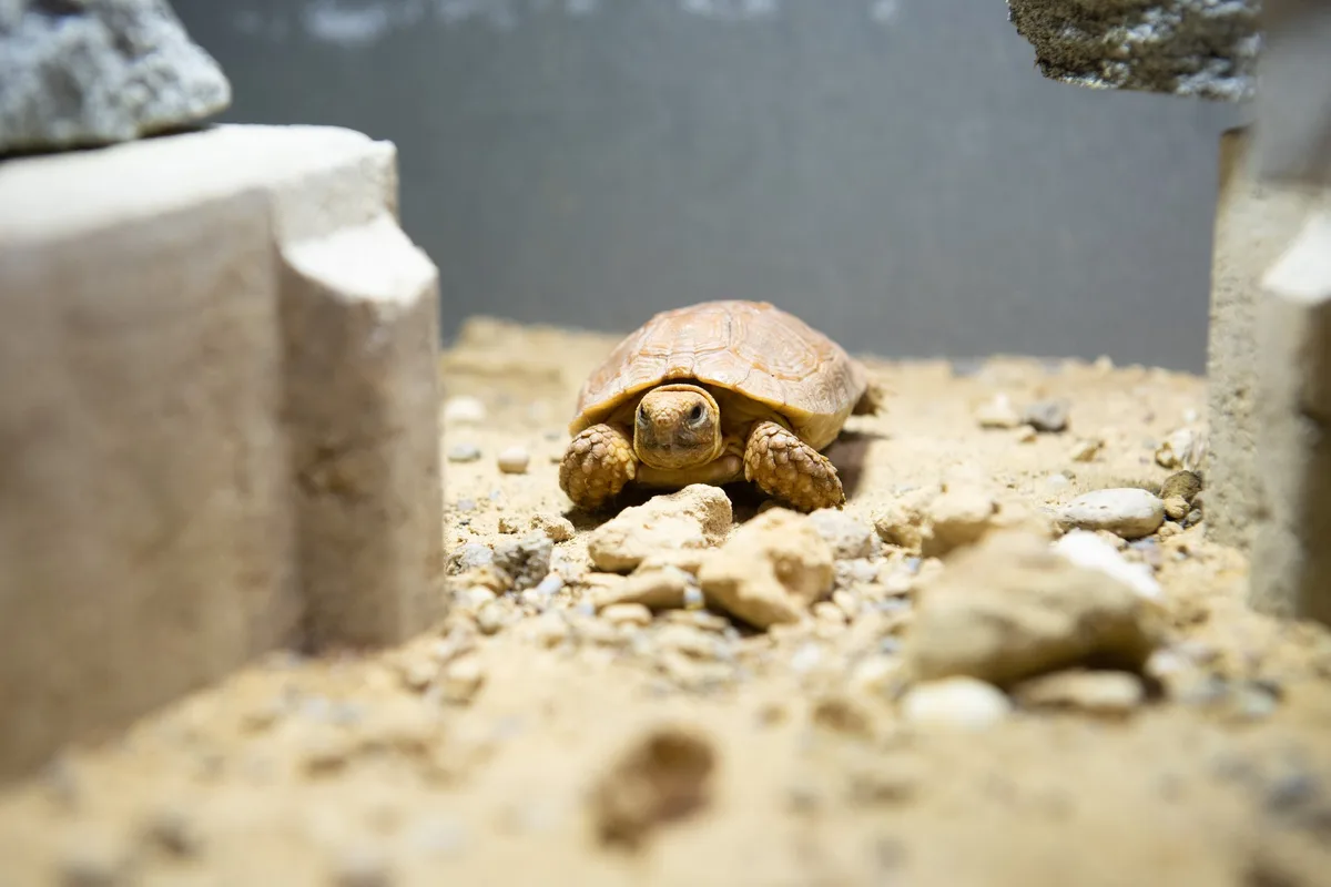 Foto_Flachschildkroeten_Boulengers_2023_04_25 Boulenger's Flachschildkröten sind neu im Zolli zu bestaunen