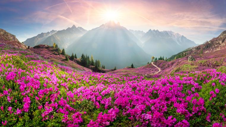 Blumewiese vor dem Montblanc