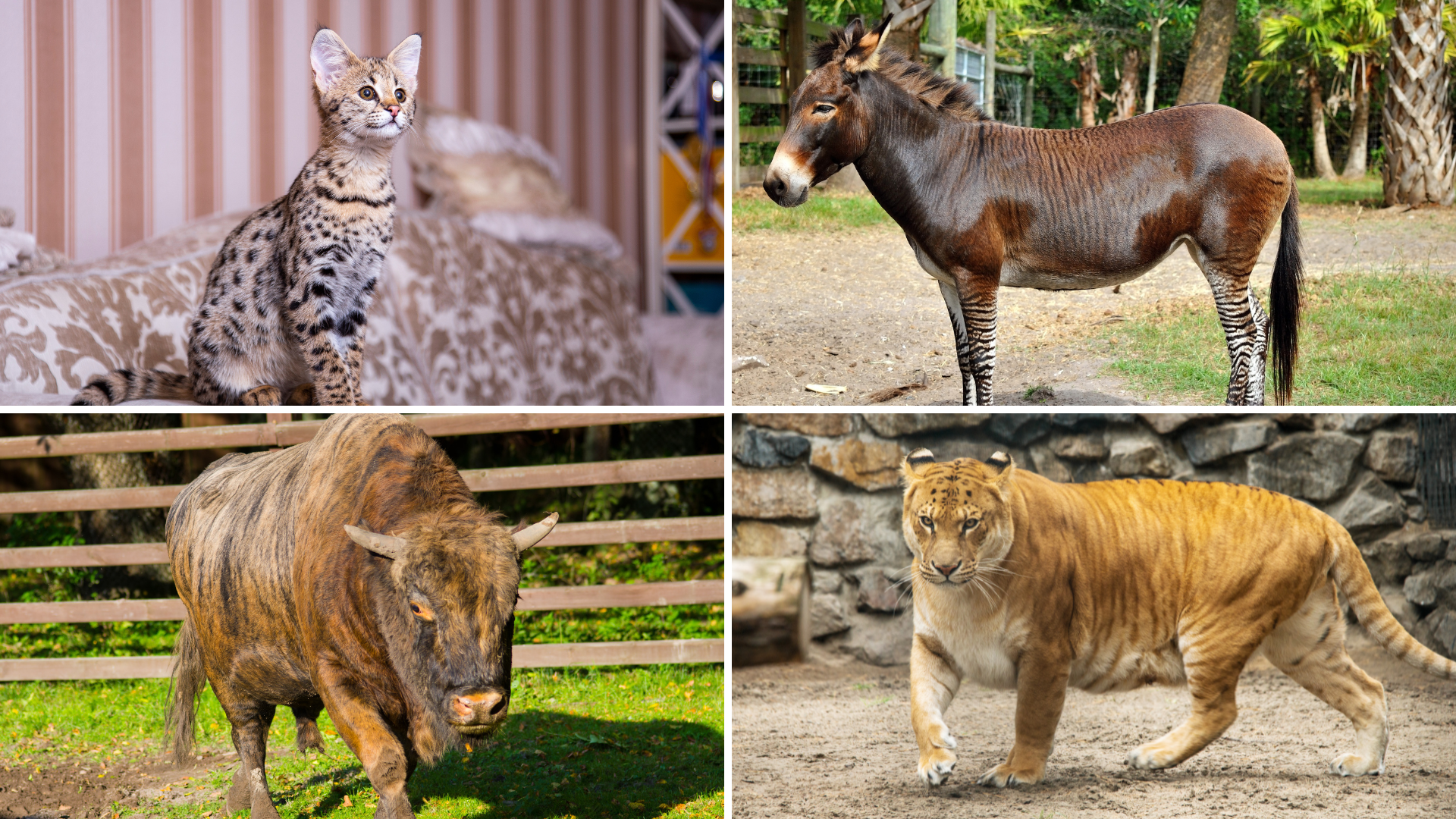 Können Sie erraten, aus welchen Tieren Hybriden entstehen?