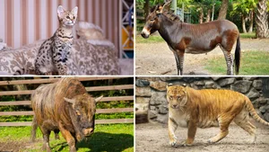 Hybriden haben Elterntiere von zwei verschiedenen Tierarten.