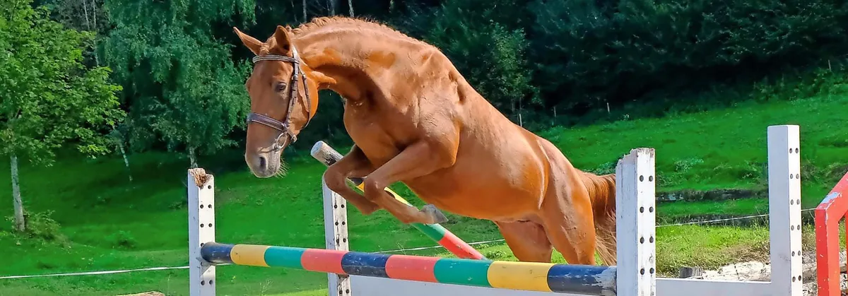 ec3a829a704865e8e186603cd304e1d18945b1f9 Trakehner-Pferd springt über Hindernis