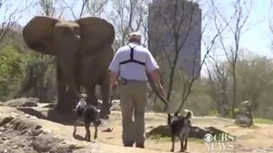 Elefantenhütehunde