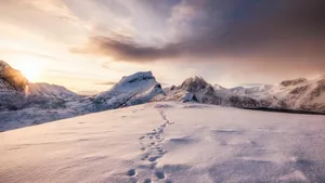 Böden in kalten arktischen und subarktischen Regionen beherbergen mehr Bodenorganismen als solche in den Tropen.