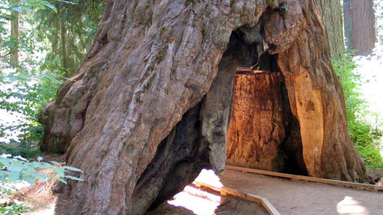 Pioneer Cabin Tree