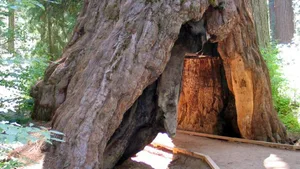 Eine Aufnahme des «Pioneer Cabin Trees» von 2006. Auch da war der Baum schon am Absterben.