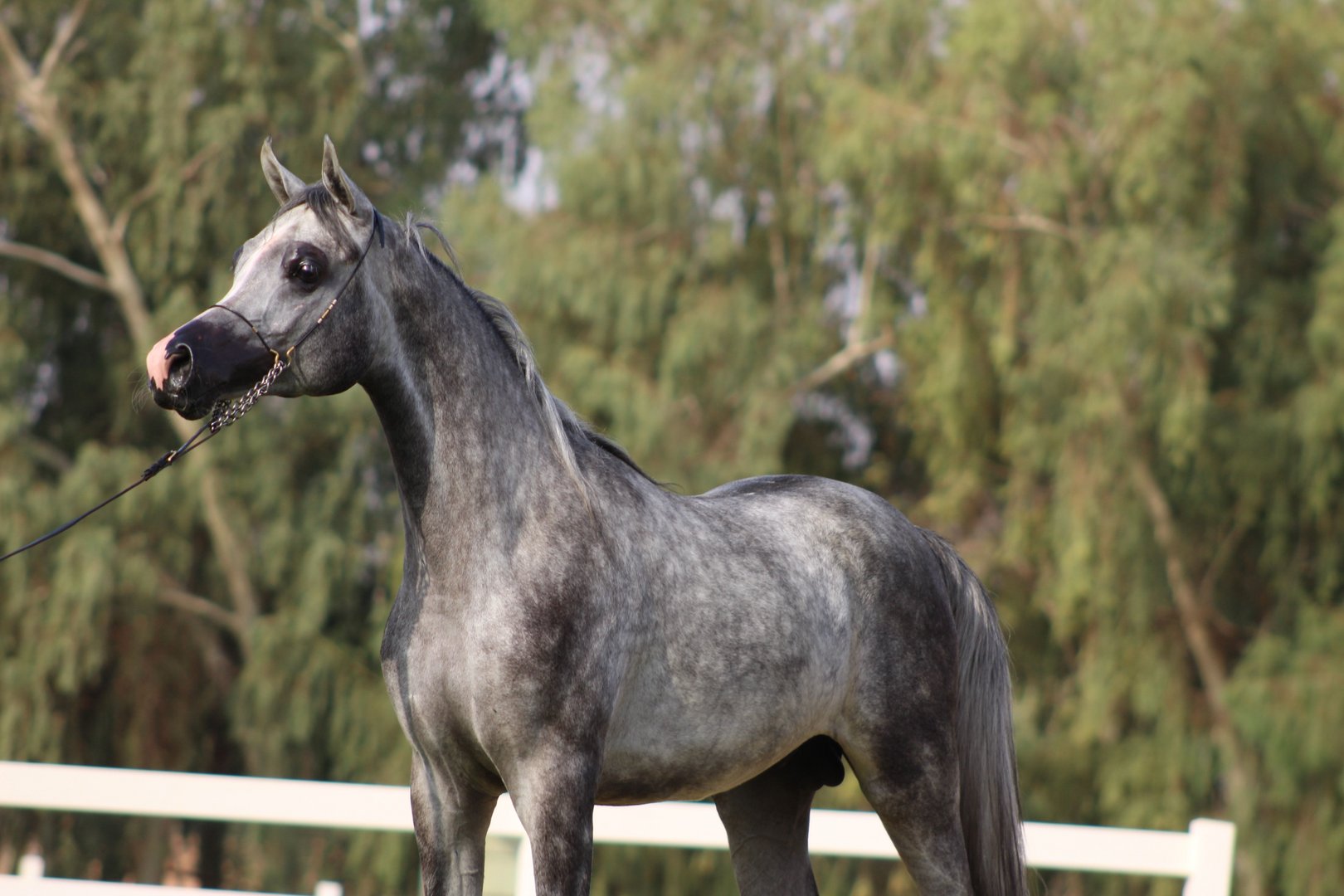 Araber: Ausdauerndes Rennpferd aus der Wüste