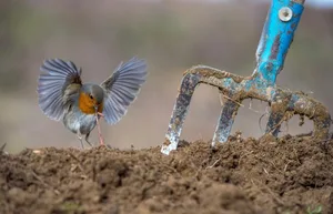 Das Rotkehlchen vom Griechen Nikos Bukas, fotografiert ebenda, gewinnt in der Kategorie «Garden and Urban Birds».