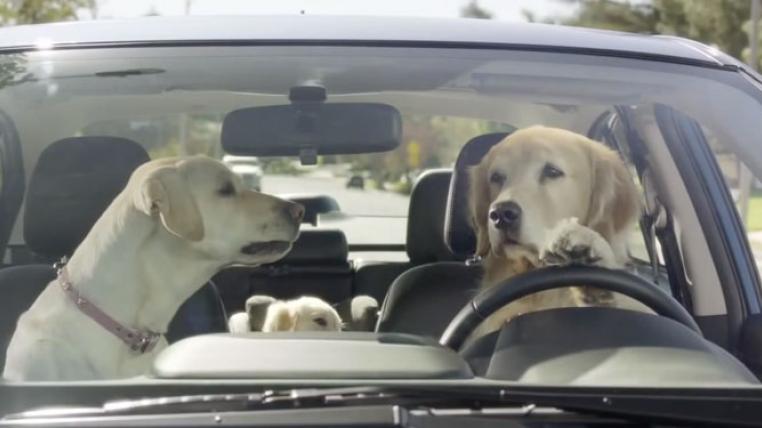 hundewerbung_screenshot.jpg