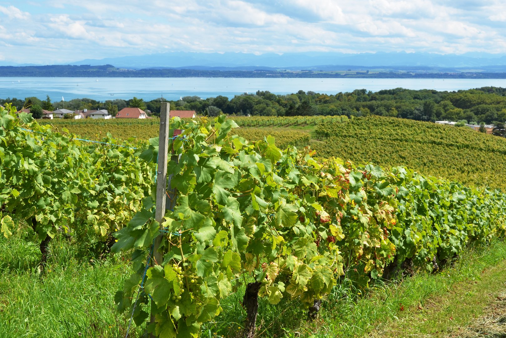 Sind heisse Temperaturen förderlich für den Weinanbau?
