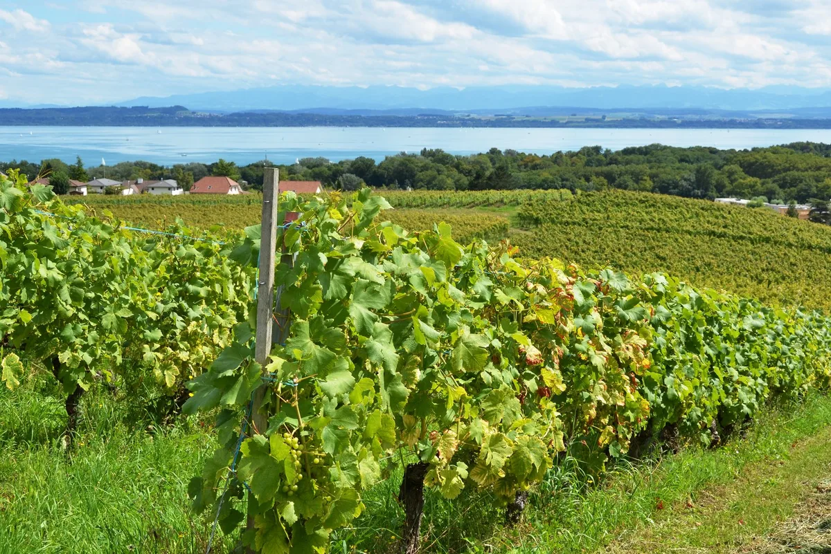 shutterstock_622660850 Sind heisse Temperaturen förderlich für den Weinanbau?