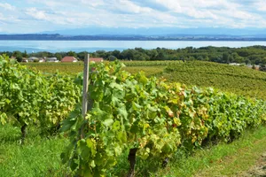 Steigende Temperaturen beeinflussen den Schweizer Weinbau: Chancen und Herausforderungen für Rebsorten und Anbautechniken.
