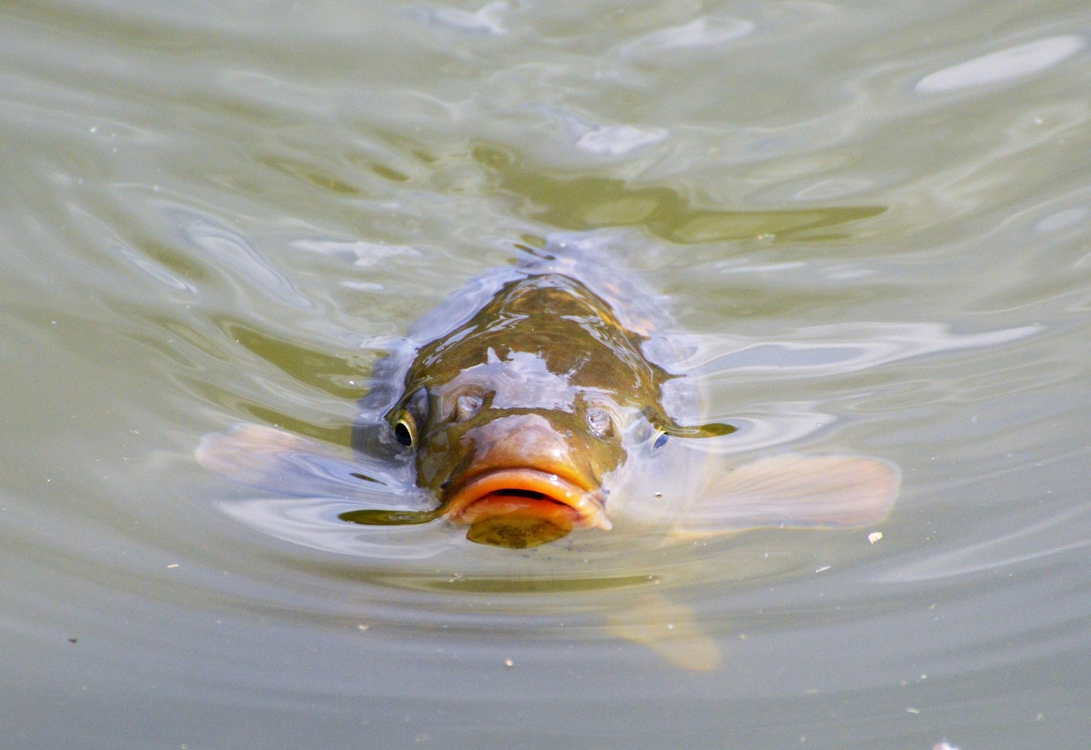 Was lebt im See? Wels, Wasserwanze, Quagga-Muschel & Co.