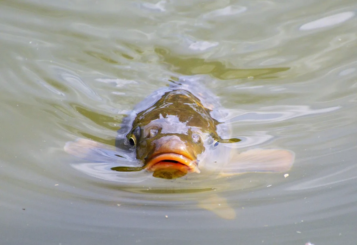 01_Ralph Was lebt im See? Wels, Wasserwanze, Quagga-Muschel & Co.