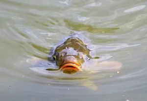 Was blubbert da unter der Wasseroberfläche?