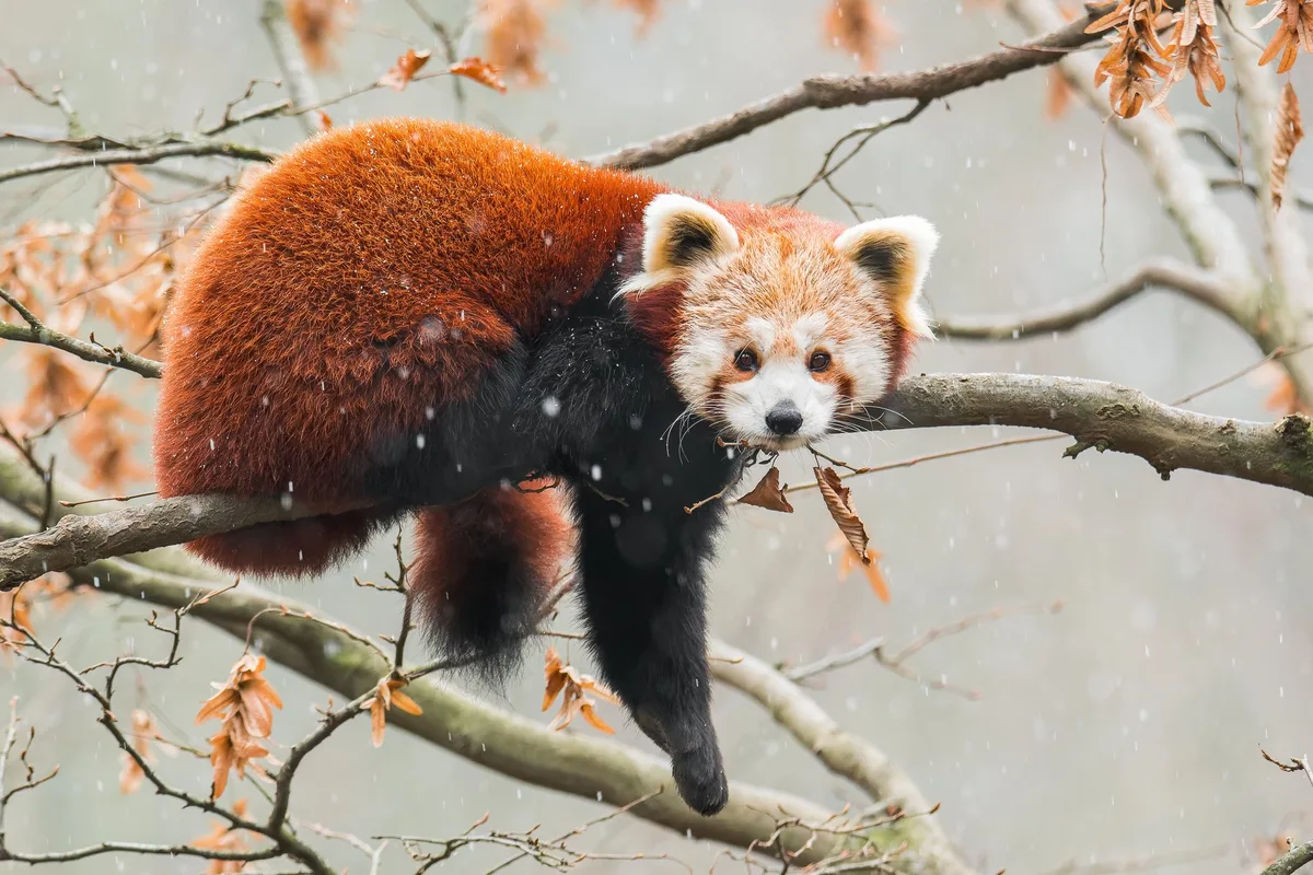 shutterstock_2089492318 Suchaktion mit Happy End: Pandas im Walter Zoo in Gossau ausgebüxt