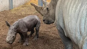 Nashornmutter Tanda mit ihrem neugeborenen Kalb.