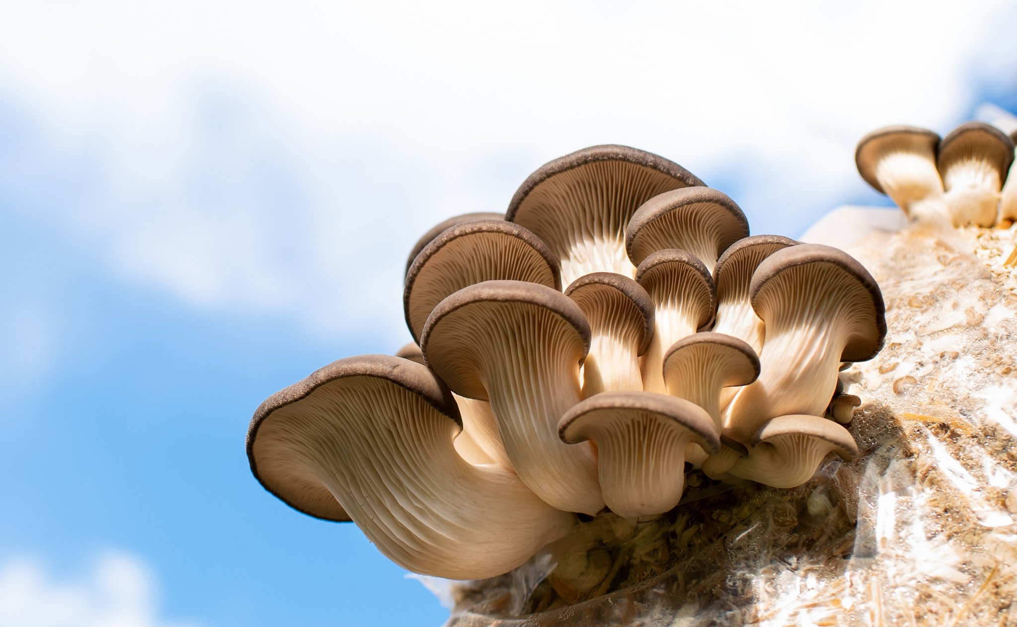 Diese Pilze wachsen auch ausserhalb der Saison