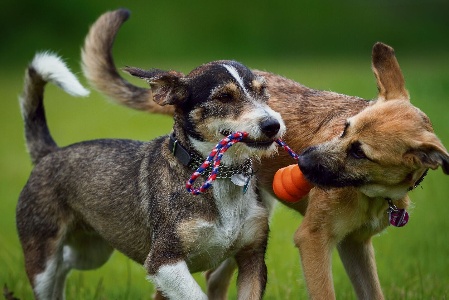 Nur Spiel oder Stress? Auf der Wiese sollten Sie ihren Hund gut im Auge behalten.