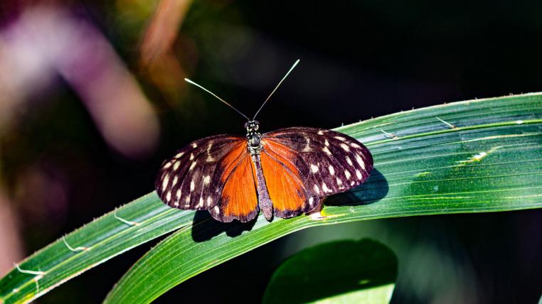 Schmetterling auf Grashalm