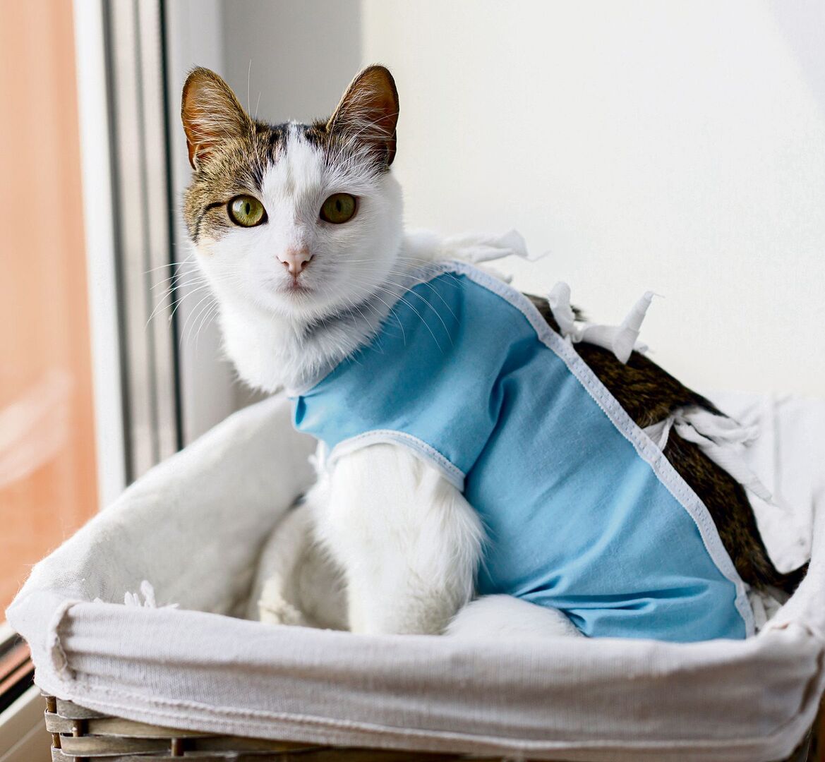 Bei Freigängerkatzen spricht besonders viel für eine Kastration – auch ausmedizinischer Sicht.