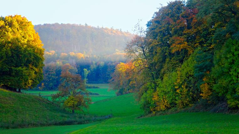 Aargauer Wald im herbst